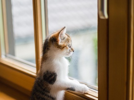 Raambeslag als Onmisbaar Detail voor Veiligheid en Uitstraling in Huis
